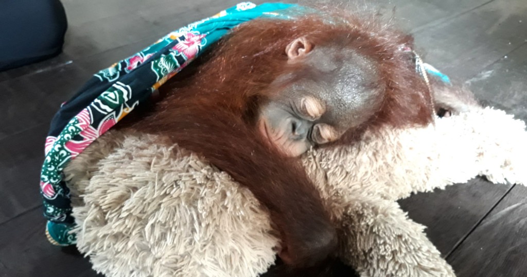 A small orangutan hugs a large teddy bear while sleeping.