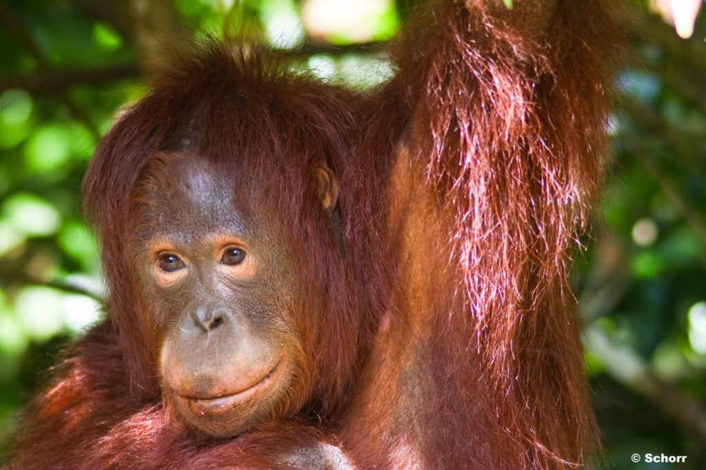 An adolescent orangutan climbing in a tree.