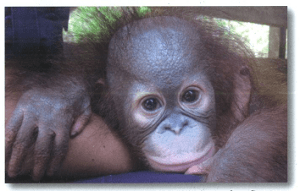 Ein Orang-Utan-Baby schaut in die Kamera.
