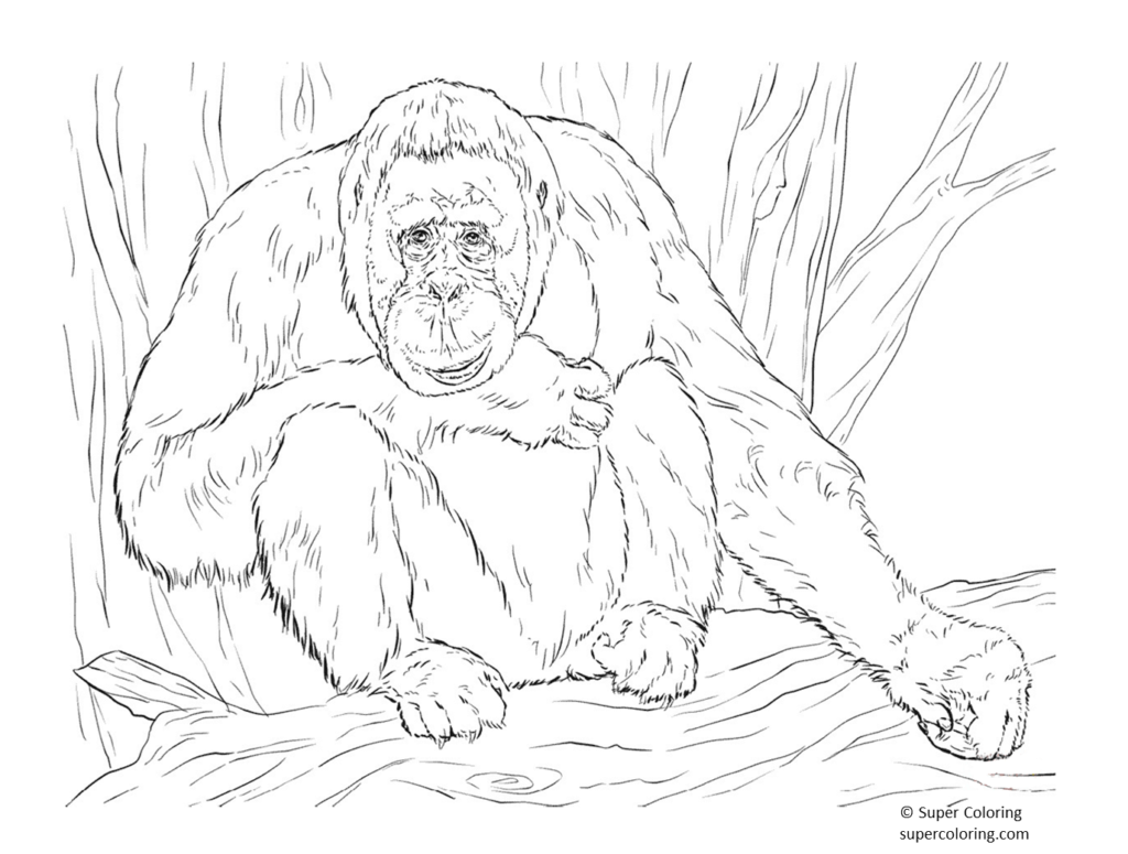 Ausmalbild eines weibliche Orang-Utans, der auf einem Ast sitzt.