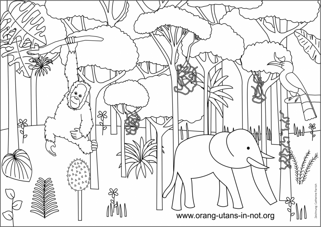 Regenwald-Ausmalbild. Abgebildet sind ein Orang-Utan, ein Sumatra-Elefant und ein Nashornvogel im Regenwald.