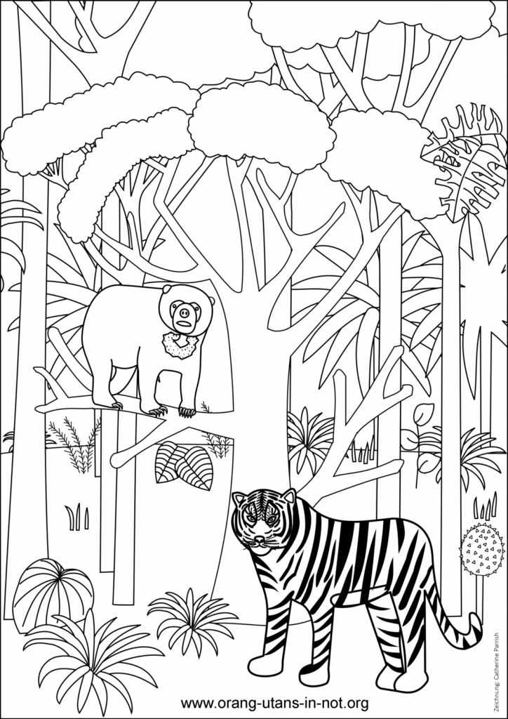 Regenwald-Ausmalbild. Abgebildet sind ein Sumatra-Tiger und ein Malaienbär im Regenwald.