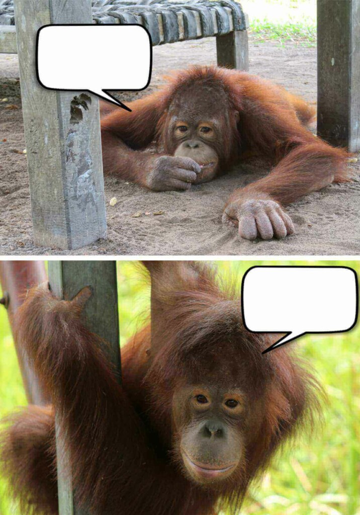 Vorschau der zwei Stimmungsbilder. Oben: Ein Orang-Utan liegt bäuchlings auf dem Boden und schaut etwas gelangweilt. Unten: Ein munterer Orang-Utan hängt an einem Ast. Auf beiden Bildern gibt es eine leere Sprechblase zum Ausfüllen.
