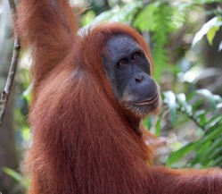 A female orangutan surrounded by trees looks into the camera.