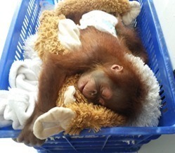 A small orangutan orphan at the rescue center sleeping in a laundry basket lined with towels.