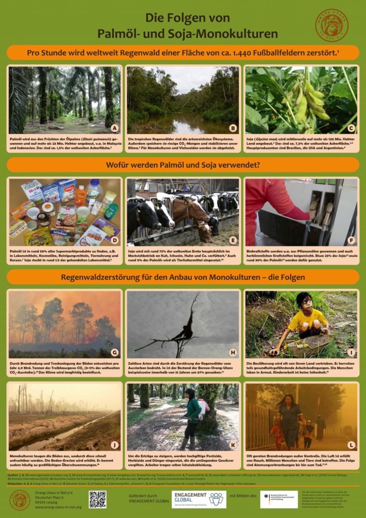 Vorschaubild des Posters "Die Folgen von Palmöl- und Soja-Monokulturen". Das Poster ist in drei Teile gegliedert: 1. Informationen zur Ölpalme, Sojapflanze und dem Regenwald. 2. Wofür werden Palmöl und Soja verwendet? 3. Die Folgen der Regenwaldzerstörung für den Anbau von Monokulturen.