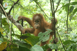 Ein junger Orang-Utan hängt in einem Baum.