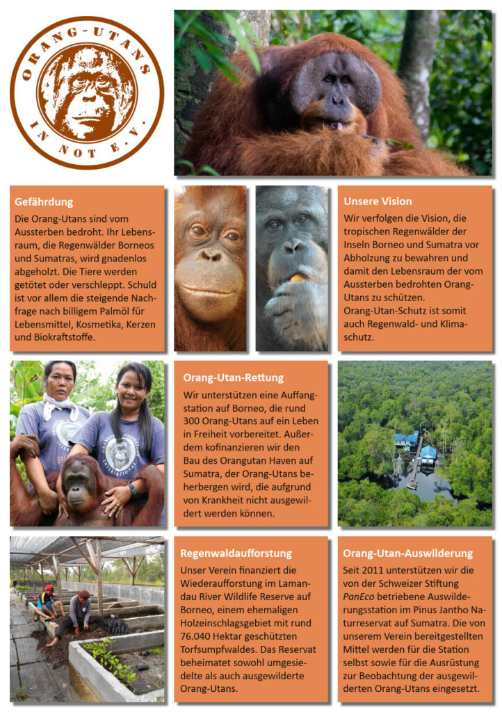 Vorderseite des Vereinsflyers. Die Seite enthält Bilder und Informationen zur Gefährdung von Orang-Utans und zu den von uns unterstützten Projekten: Eine Auffangstation, eine Auswilderungsstation und ein Aufforstungsprojekt.