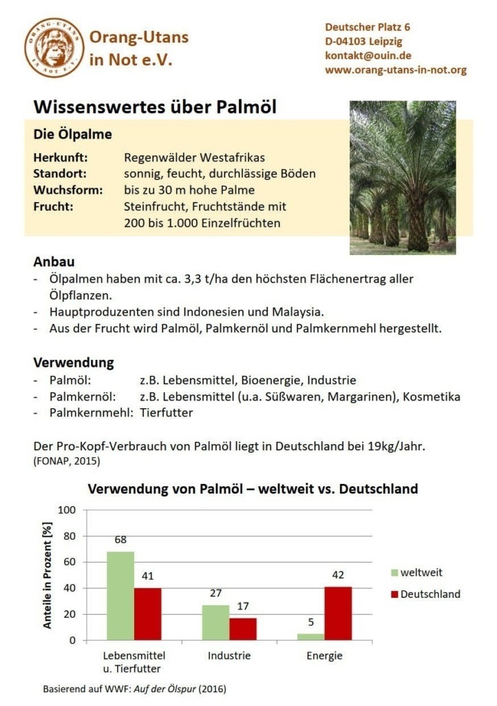 Vorderseite des Flyers „Wissenswertes über Palmöl“. Der Flyer enthält Informationen zur Ölpalme und deren Anbau sowie zur Verwendung von Palmöl.