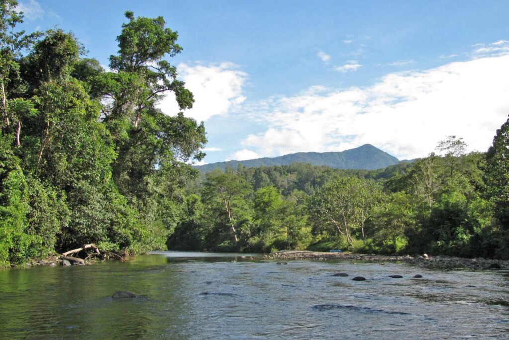 A river coursing flowing the rainforest. The picture was taken from the water, the rainforest stretches left and right.