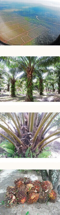 Vier untereinander angeordnete Fotos. Von oben nach unten: Eine Palmölplantage aus dem Flugzeug fotografiert. Eine Ölpalme auf einer Plantage. Nahaufnahme der Palmfüchte. Geerntete Palmfrüchte.