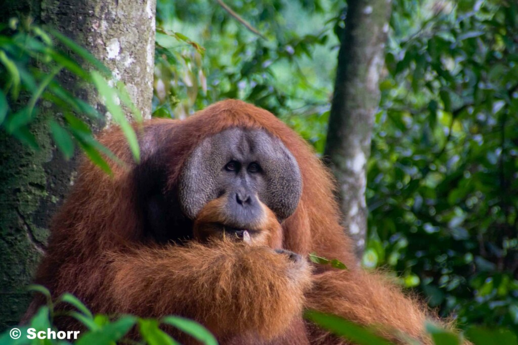 Nahaufnahme eines männlichen Orang-Utans mit Backenwülsten. Das Tier sitzt an einem Baum.