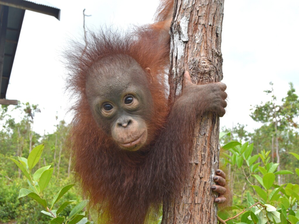 Ein junger Orang-Utan hängt an einem Baumstamm und schaut in die Kamera.