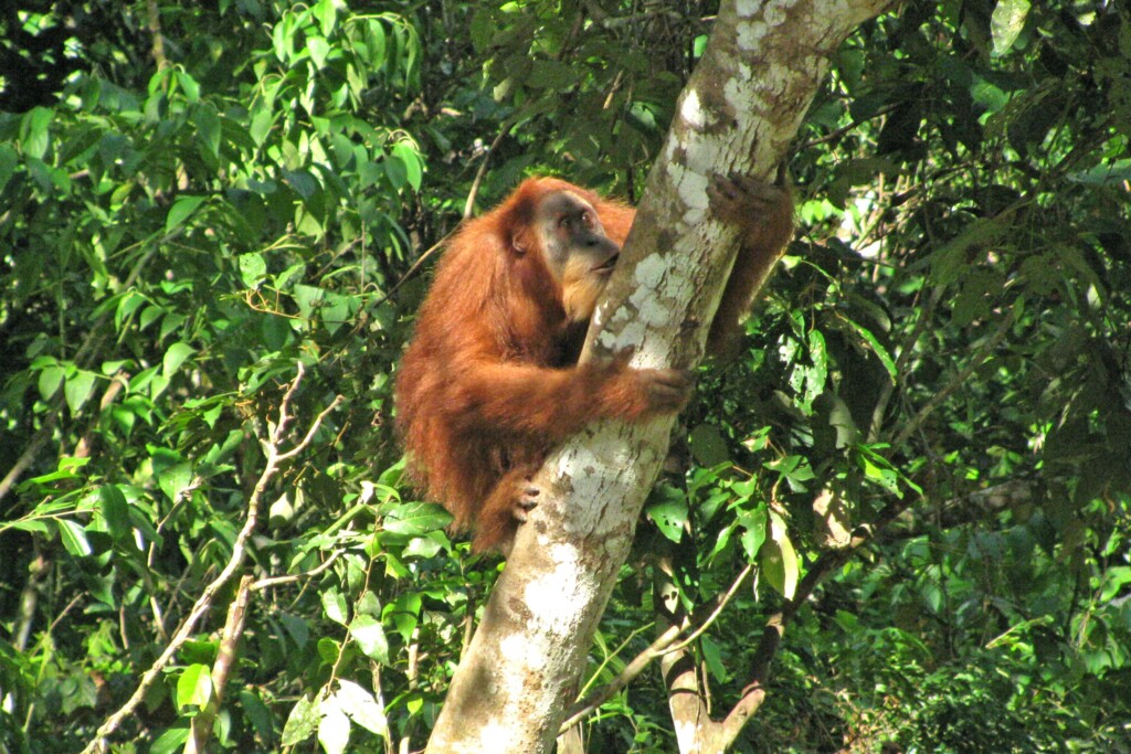 Ein Orang-Utan klettert einen Baumstamm hoch.