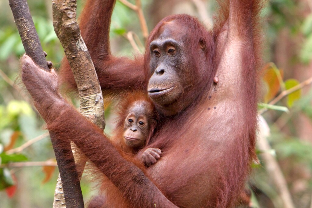 Eine Orang-Utan-Mutter hängt mit ihren jungen in einem Baum. Das Jungtier klammert sich an der Brust der Mutter fest.