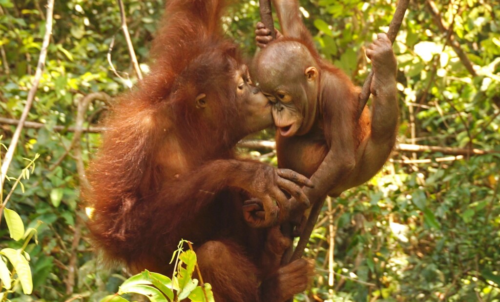 Zwei Orang-Utans hängen an einem Ast. Der eine gibt dem anderen einen Kuss auf die Wange.
