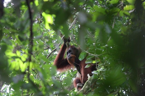 Ein Orang-Utan-Männchen, in einem Baum sitzend.