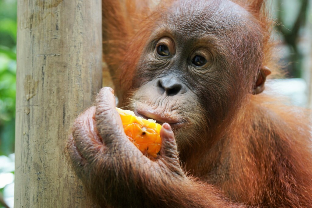 Nahaufnahme eines Orang-Utans, der eine Frucht isst.