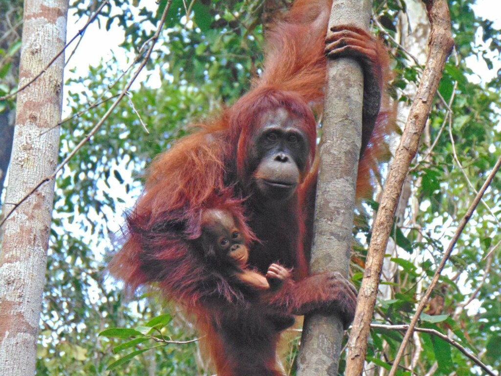 Eine Orang-Utan-Mutter hat ihr Neugeborenes im Arm und hält sich an einem Baumstamm fest.