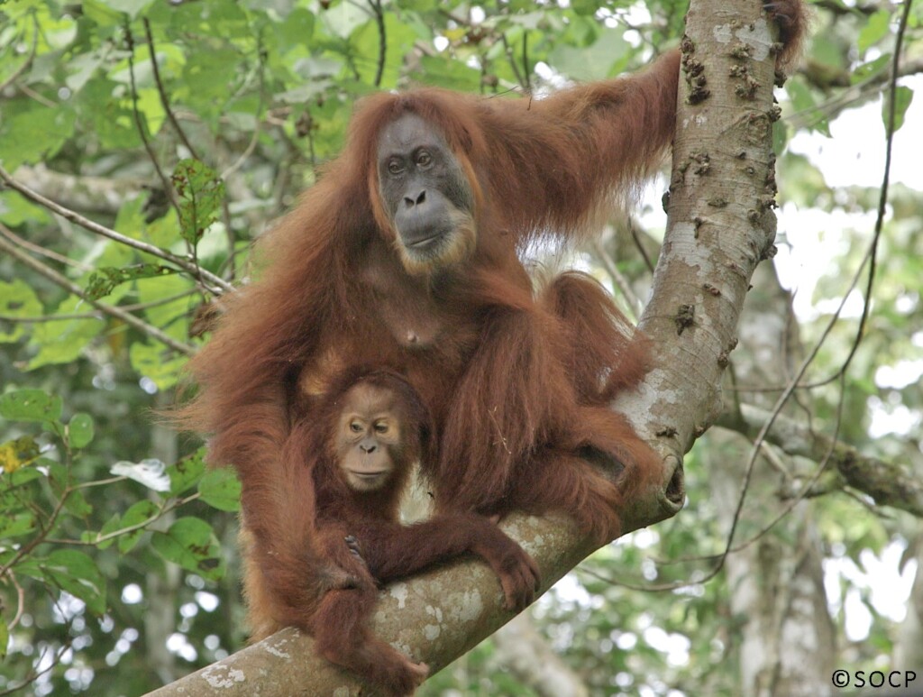 A mother orangutan and her child next to each other on a branch in a tree. The mother keeps her baby safe by holding its leg.