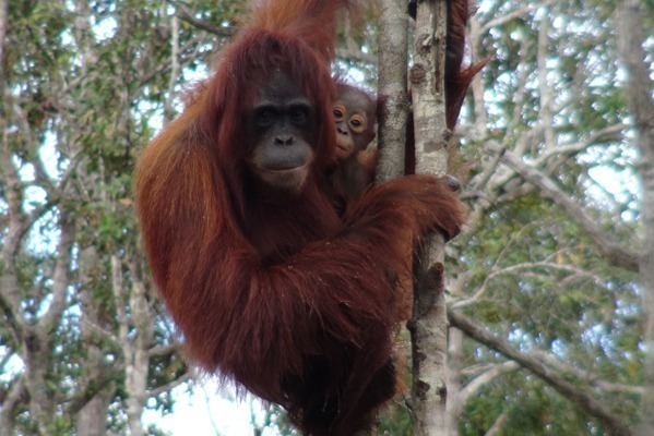 Ein Orang-Utan-Weibchen sitzt mit ihrem Kind in einem Baum.