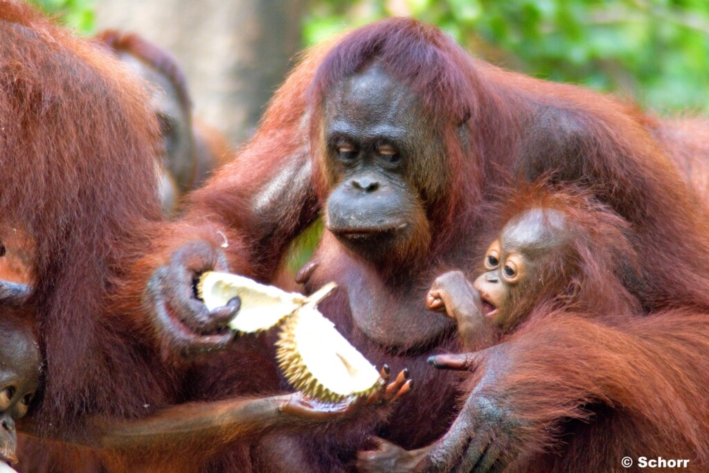 Das Bild zeigt ein Orang-Utan Weibchen mit ihrem Jungen beim Durianessen. Im Hintergrund und am Bildrand sind noch weitere Affen mit ihren Jungen zu erkennen.