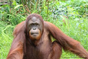 Golong hockt auf einer Wiese und schaut in die Kamera.