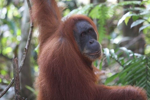 Ein Orang-Utan Weibchen umgeben von Bäumen blickt in die Kamera.