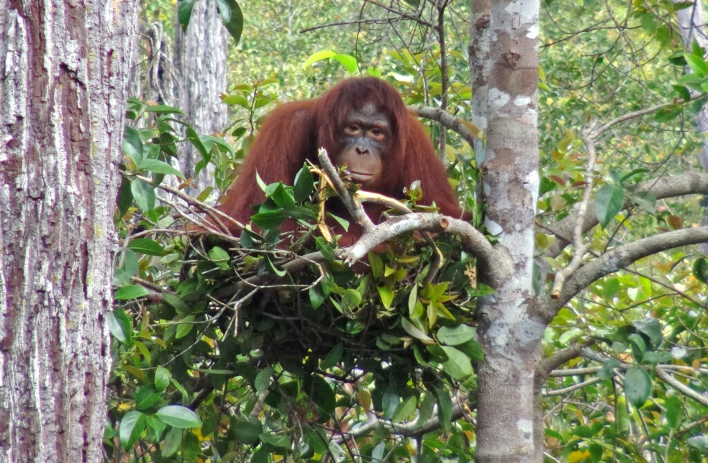 Ein erwachsener Orang-Utan sitzt in seinem Schlafnest hoch oben im Baum.