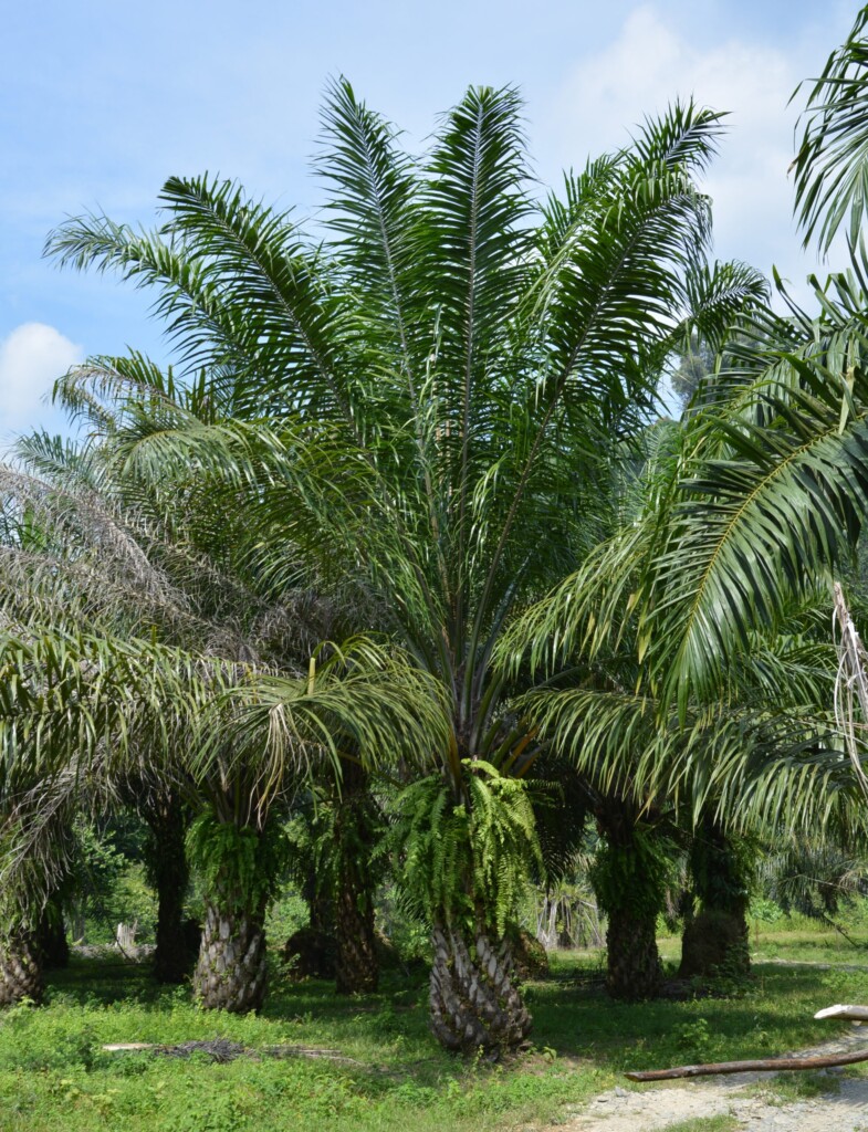 Eine Ölpalme in Indonesien.