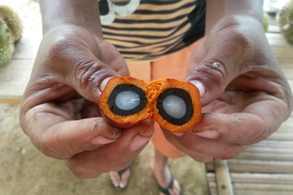 A person shows a sliced ​​open palm oil fruit.