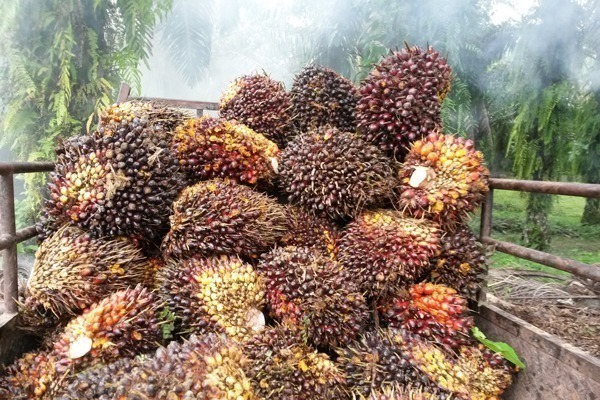 Oil palm stems with fruit lying on a truck.