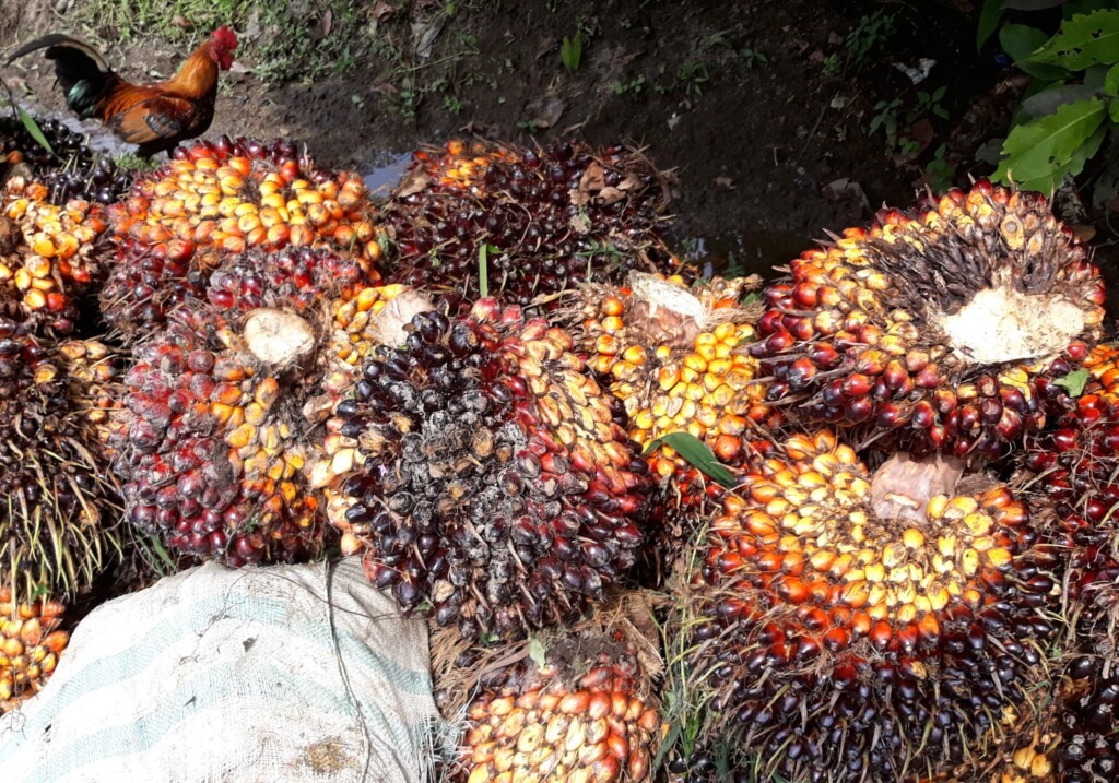 Nahaufnahme von geernteten Palmfrüchten.