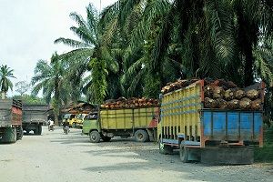 Trucks loaded with oil palm fruit.