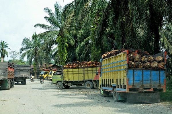 LKWs voll beladen mit Fruchtständen der Ölpalme.