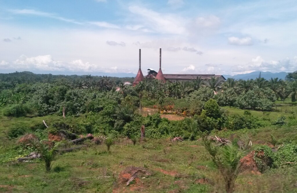 Foto einer Ölmühle, die umgeben ist von Ölpalmen.