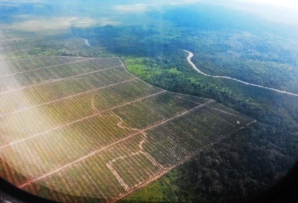 Eine riesige Palmölplantage. Das Foto wurde aus einem Flugzeug gemacht. Man sieht rechteckige Flächen mit unzähligen geraden Reihen von Ölpalmen sowie die scharfen Grenzen, wo der verbleibende Regenwald beginnt.