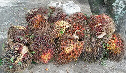 Ein Haufen Palmfrüchte liegen auf dem Boden.