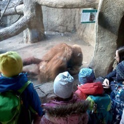 Kinder schauen sich durch eine Glasscheibe einen Orang-Utan im Leipziger Zoo an.