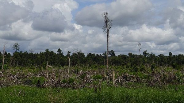 Ein abgeholztes Waldstück in Indonesien.