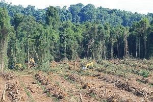 A huge swathe cut into the forest. There are still trees standing in the background. In the foreground all the trees have been cut down. Two excavators can be seen there.