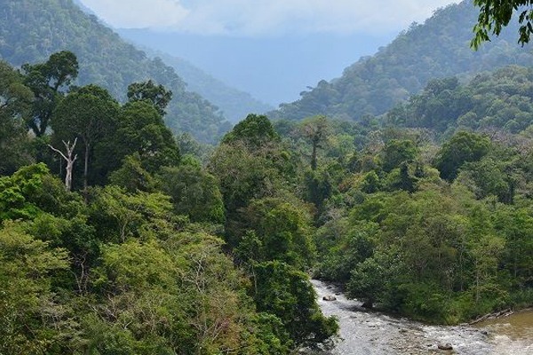 Bild eines Regenwaldes in Indonesien. Mit Bäumen bedeckte Berge im Hintergrund und ein Fluss im Vordergrund.