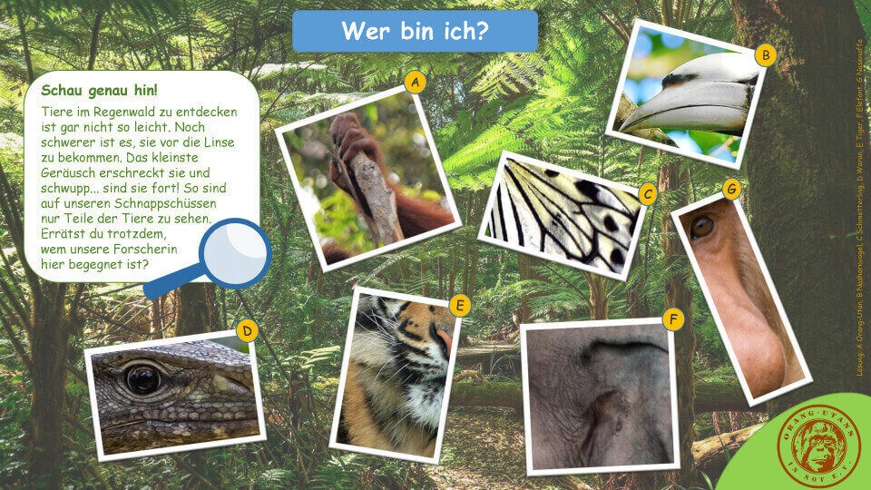 Das Spiel „Wer bin ich?“ Abgebildet sind die Anleitung und sieben Ausschnitte von Tierbildern. Ein Regenwaldbild stellt den Hintergrund dar.