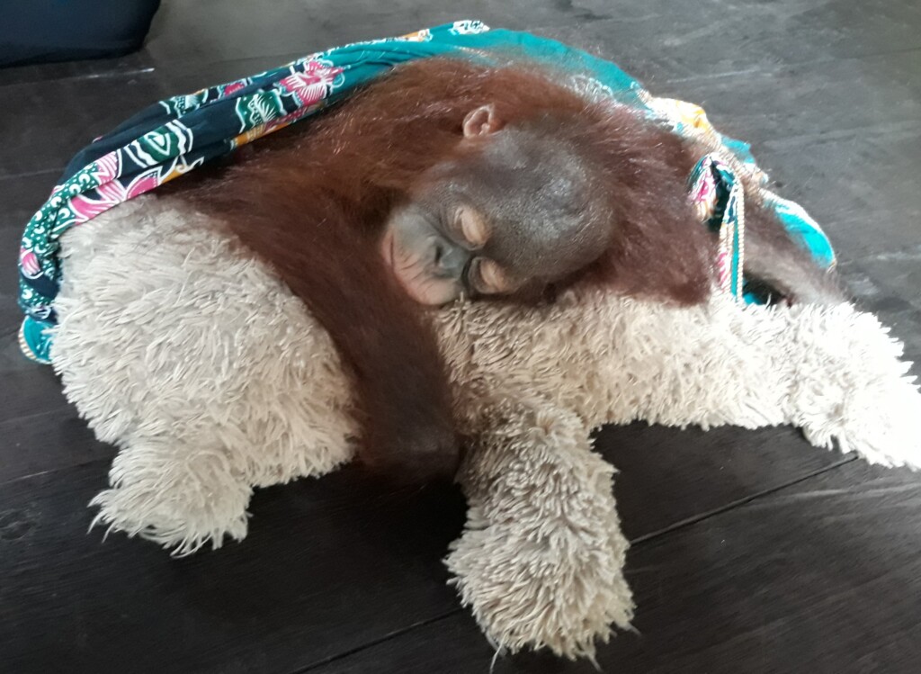A small orangutan hugs a large teddy bear while sleeping.