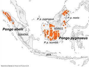 Map showing the distribution of orangutans.