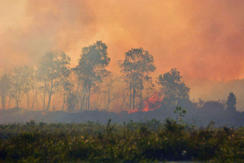 Im Hintergrund sind brennende Bäume zu erkennen, der Himmel ist von den Flammen erleuchtet, Rauch hängt in der Luft.