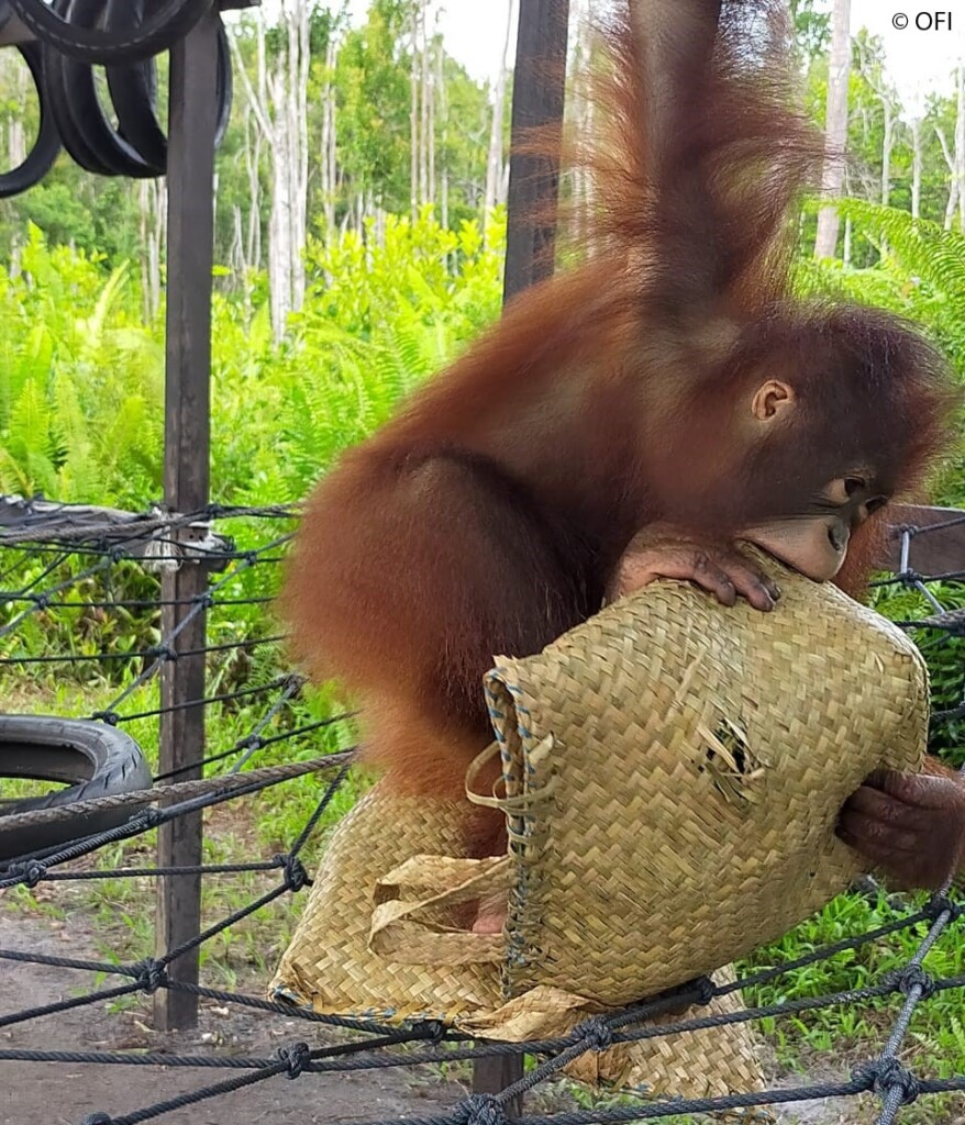Ein junger Orang-Utan beißt in eine Tragetasche aus Palmblättern.