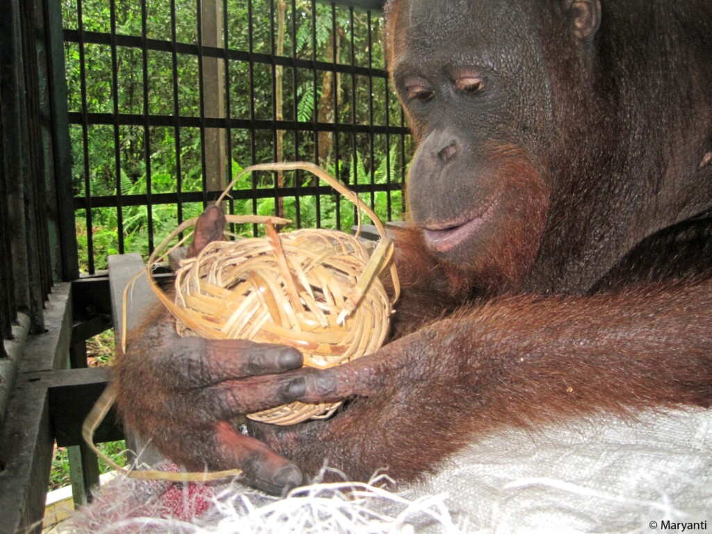 Ein Orang-Utan spielt mit einem Bambusball.