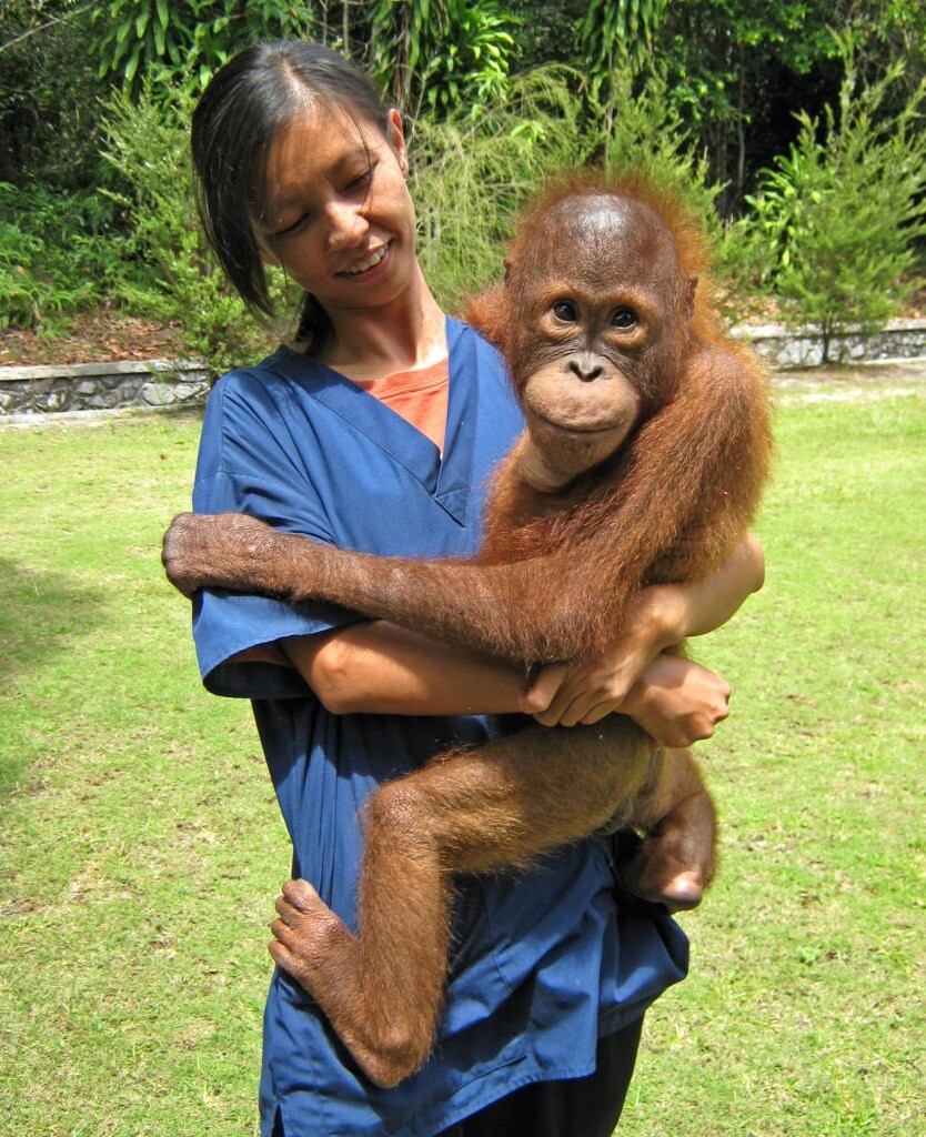 A vet holds an orangutan in her arms. The orangutan looks happily into the camera.