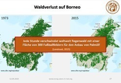 Grafik zweier Karten von Borneo. Grün eingezeichnet sind Waldgebiete.